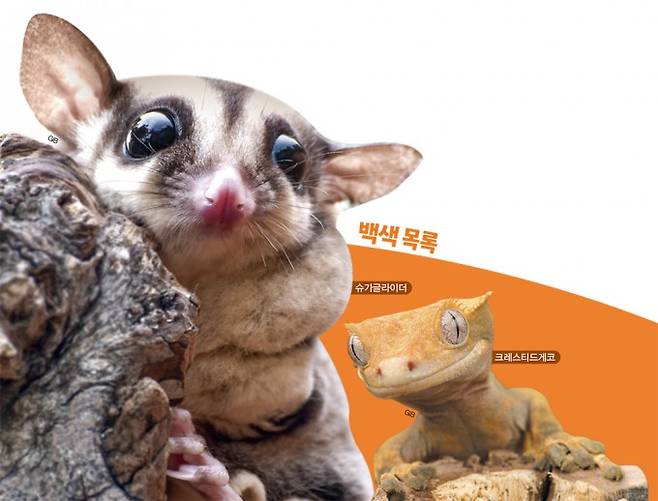 슈가글라이더, 크레스티드개코. 게티이미지뱅크 제공