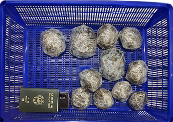 공항에서 압수되어 국립생태원으로 온 거북. 강규호 제공