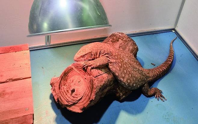 온열 조명 아래에서 쉬고 있는 사바나왕도마뱀. 강규호 제공