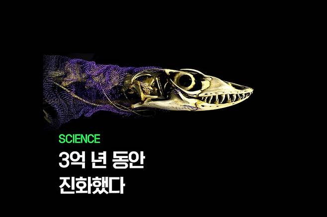 연구팀은 마이크로 CT 스캔으로 파충류들의 골편을 재구성했다. 사진은 골편(보라색)을 지닌 로젠버그 왕도마뱀. 호주 국립대 공동 연구팀 제공