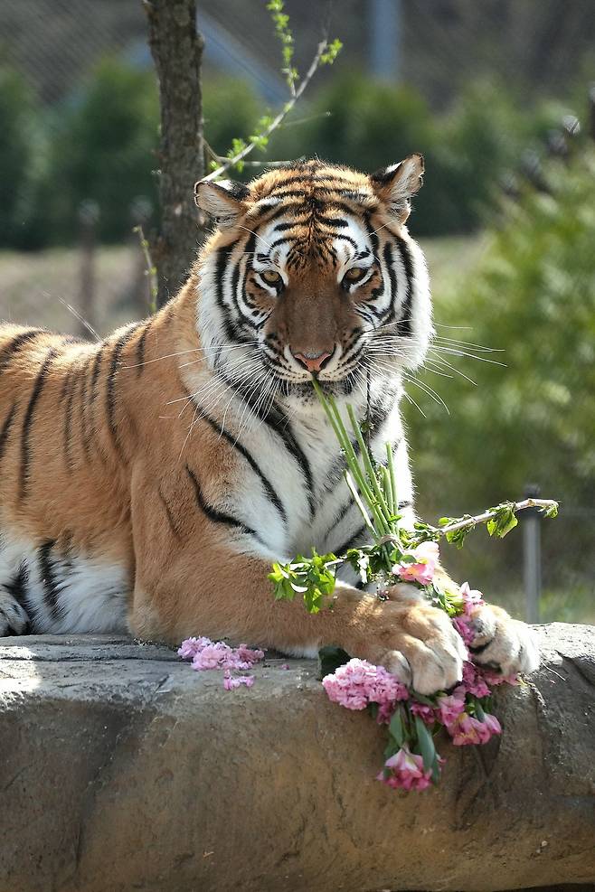 경북 봉화군 국립백두대간수목원의 백두산호랑이 '무궁'. [사진 한국수목원정원관리원]