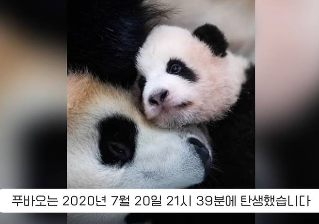 푸바오의 생년월일시[doggamdong 사용자 화면 캡쳐]