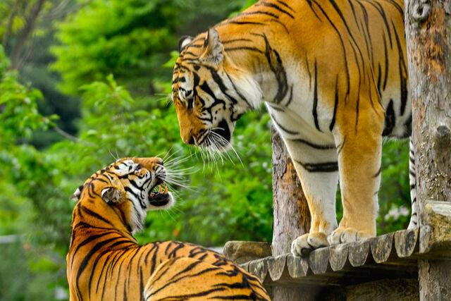 국립백두대간수목원엔 호랑이숲이 있다. 백두산호랑이의 자연 서식지와 유사한 환경을 조성했다. 국립백두대간수목원