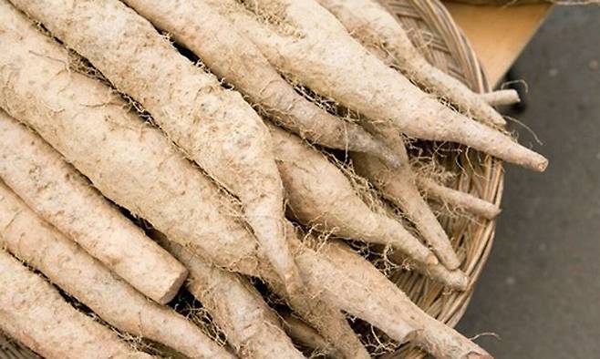 마는 위에 좋은 음식 중 하나다. 동의보감에 따르면 ‘신을 보호하고 오장을 튼튼히 하여 기력을 돋우고 근육과 뼈를 강하게 한다’고 기록되어 있다. 사진=농식품정보누리