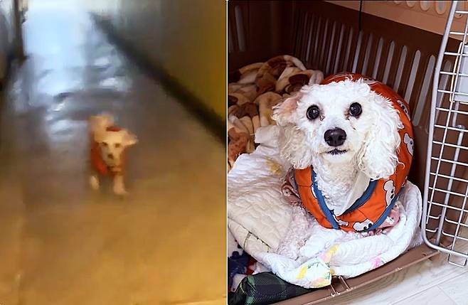 문 열리면 집에 놀러 오는 옆집 강아지 '우유'(인스타그램podopodopo 제공) ⓒ 뉴스1