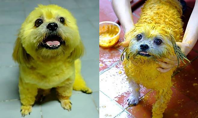 “인형 아니었어?” 온몸이 새노란 염료로 물든 듯한 강아지의 모습이 공개돼 동물학대 논란이 일었다.&nbsp;소라와트 아난타나폰 SNS