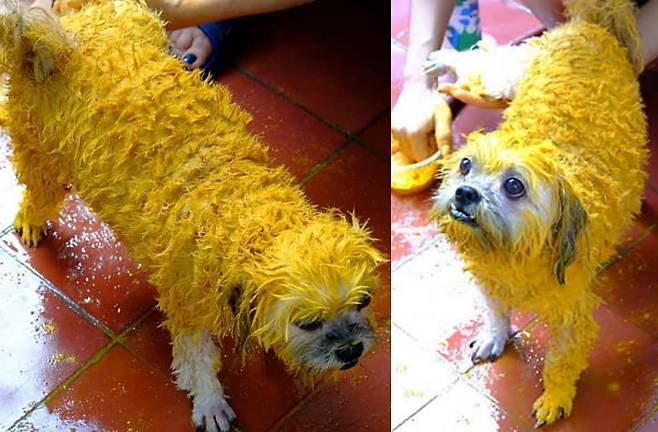 염색약이 아닌 천연 약재. 견주 소라와트 아난타나폰은 피부병으로 고통받는 반려견을 위해 강황 가루를 선택했다.&nbsp;소라와트 아난타나폰 SNS