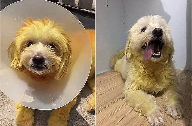 정성 어린 관리 덕분에 피부 상태가 호전된 반려견. 주인의 진심은 강황 색소보다 더 깊은 울림을 남겼다. 소라와트 아난타나폰 SNS