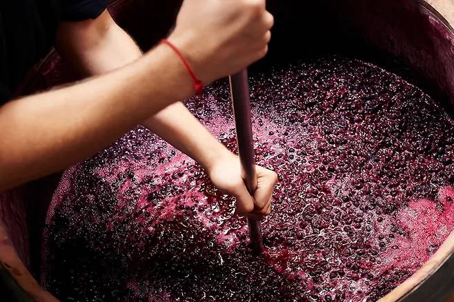 와인을 양조하는 모습. 게티이미지.