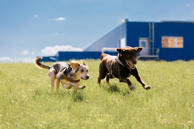 지난해 펫보험 원수보험료가 1287억원을 기록하며 4년 만에 6배로 불어난 가운데 시장의 성장 가능성과 제도적 과제가 동시에 두드러지고 있다. [게티이미지뱅크]