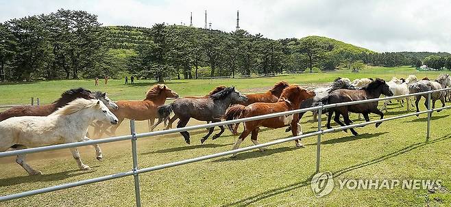 힘차게 달리는 천연기념물 제주마 [제주도 제공. 재판매 및 DB 금지]