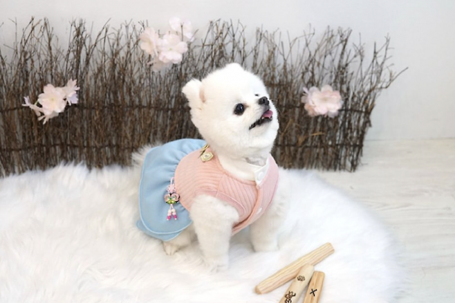 강아지 한복(기사 이해를 돕기 위한 사진으로 직접적 관련 없음). 네이버쇼핑
