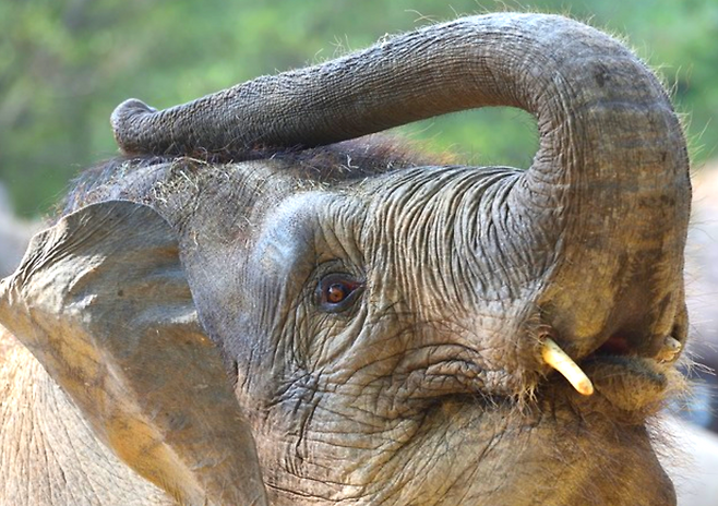 코끼리 수염은 스스로 움직이지 않고도 구조적 특성만으로 사물을 감지하는 ‘지능형 시스템’을 갖추고 있다. 사진=게티이미지뱅크.