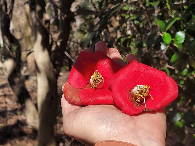 남구의 숲길에서 만난 동백꽃. 겨울 추위를 이기고 붉은 등처럼 환한 꽃을 피웠다.