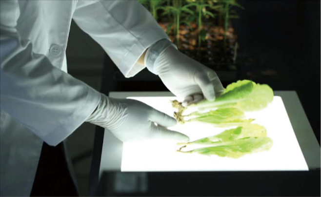 팜한농 육종연구원에서 연구원이 종자를 개발하는 모습. (팜한농 제공)