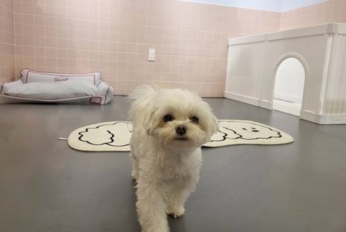 청주 애견호텔 촬영 천경환 기자