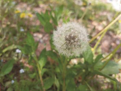 3부 인력대기소 '문들레'.