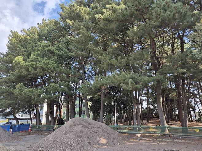 지난 11일 제주도 서귀포시 동홍동에 있는 서귀포학생문화원 앞 잔디광장에서 진행되던 공사가 솔숲 바로 앞에서 멈춰 서 있다. 서보미 기자