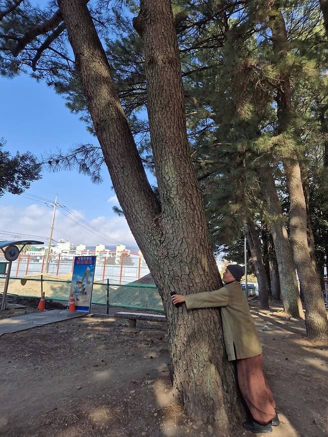 솔숲을 살리자고 주장해온 ‘서귀포 미래를 생각하는 모임’의 윤봉택 공동대표가 수령 230년으로 추정되는 소나무를 안고 있다. 서보미 기자