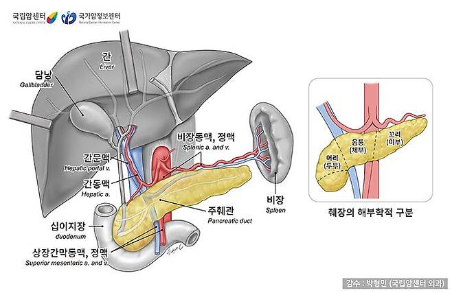 췌장의 위치와 구조. 출처 국가암지식정보센터