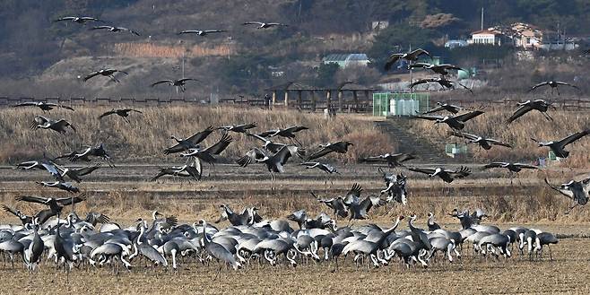 1월 11일 경남 창원 주남저수지에 2천여 마리의 재두루미 등이 겨울을 나고 있다. 송봉근 객원기자