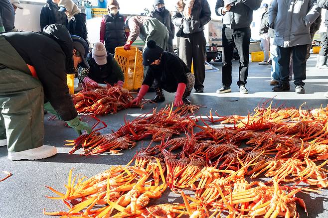 Workers spread freshly-caught snow crabs across the auction floor at Hupo Port in Hupo-myeon. [GNC 21]