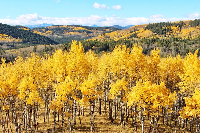 노란빛의 아스펜 나무. 해당 사진은 밴프/사진=캐나다관광청