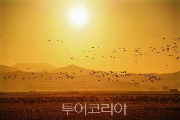아침 일출에 비상하는 천수만 륵두루미 /사진-투어코리아 유지훈 기자