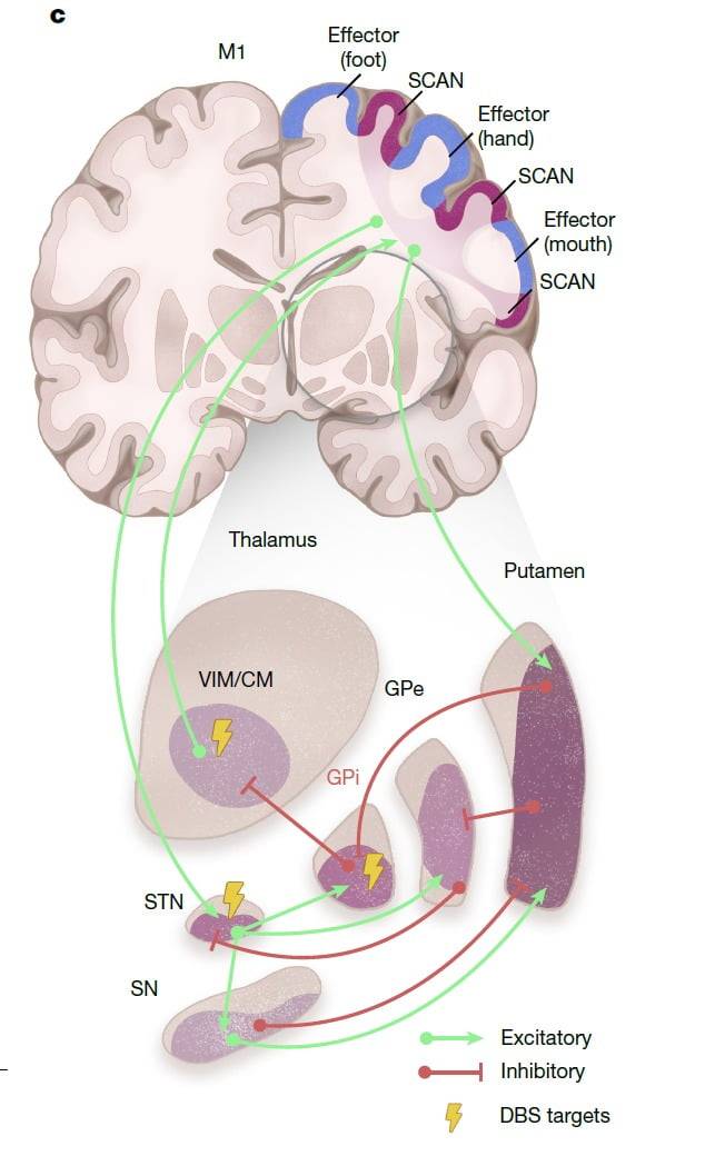 파킨슨병(PD)에서 중요한 역할을 하는 피질–피질하 회로(cortico–subcortical circuit)를 도식화한 그림. 이는 SCAN과 여섯 개의 피질하 노드로 구성된다. 새롭게 인식된 **SCAN 영역(보라색)**은 1차 운동피질(M1) 내에서 효과기-특이 운동 영역(파란색) 사이에 위치한다. 초록색 선과 빨간색 선은 각각 흥분성(excitatory) 투사와 억제성(inhibitory) 투사를 의미한다. / 사진=네이처지 갈무리