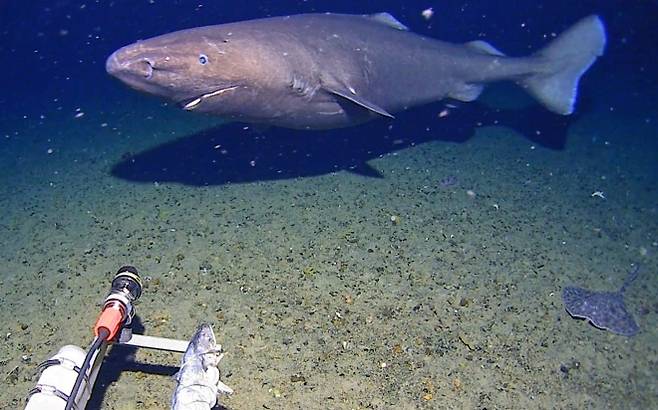 남극 해역에서 카메라에 포착된 남방 잠꾸러기 상어(Southern sleeper shark). AP 연합뉴스