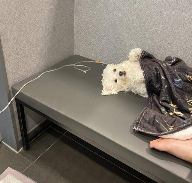 췌장염으로 입원한 강남이. 보호자 제공