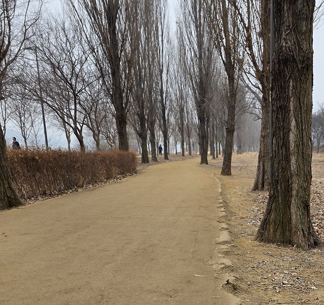 1.8㎞의 이촌한강공원 맨발걷기길이 조성됐다. 출저: 김용호 의원실 제공
