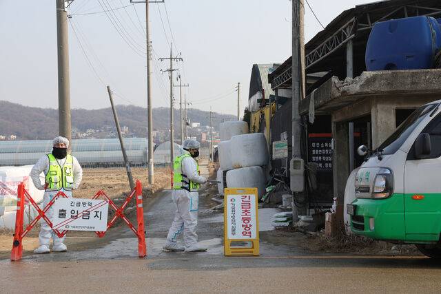 20일 오전 경기 고양의 한우 사육농장에서 구제역이 확진돼 방역당국 관게자가 현장을 통제하고 있다. 연합뉴스
