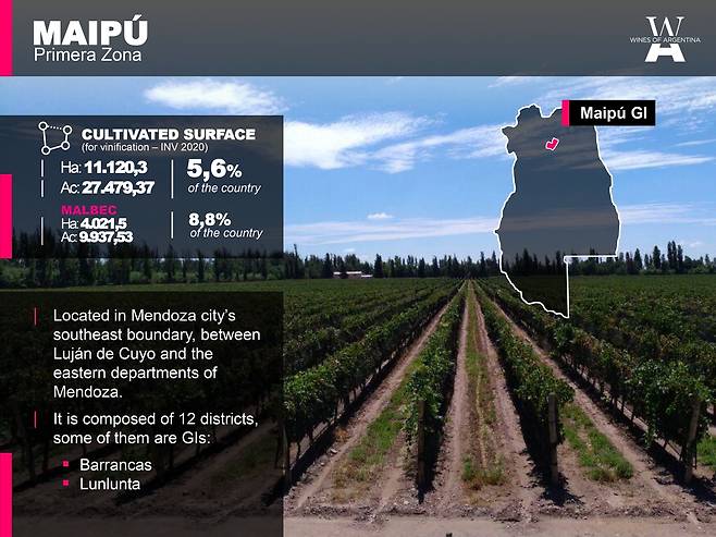 마이푸 현황. 아르헨티나와인협회