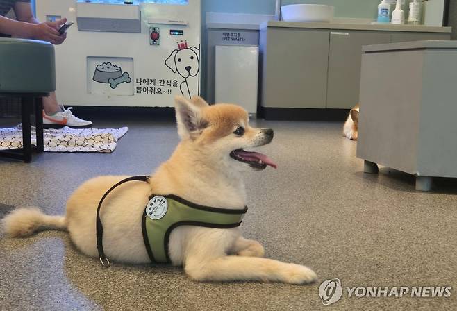 펫존 이용하는 강아지 [연합뉴스 자료 사진. 본 기사와 직접 관련 없음]