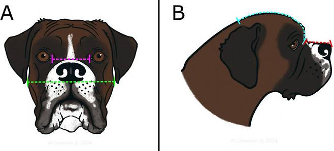 연구진은 눈 사이의 거리(분홍색 선)와 두개골 너비(녹색 선)을 이용해 눈의 너비를 계산하고, 주둥이 길이(오른쪽 빨간 선) 및 두개골 길이(파란 선)을 이용해 두개안면의 비율을 측정했다. 프란체스카 톰린슨/캠브리지대 제공