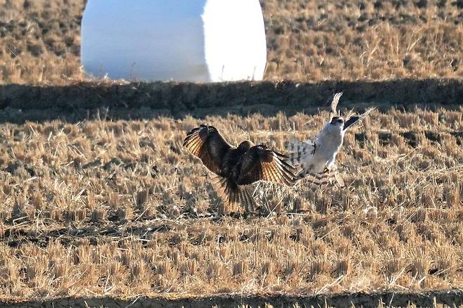 울산 울주군 온양들녘에서 천연기념물이자 멸종위기 야생생물 Ⅱ급인 참매와 말똥가리가 오리 한 마리를 두고 맞붙었다. 치열한 대치 끝에 말똥가리가 먼저 먹이를 차지했고, 이후 참매가 남은 먹이를 먹는 '교대 포식' 장면까지 관찰됐다. 사진 윤기득 시민생물학자(사진작가), 울산시