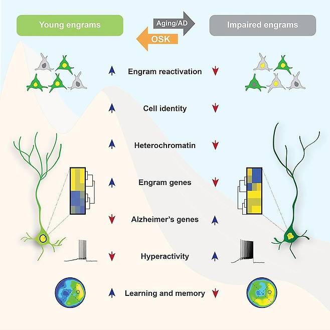 뇌 신경세포의 젊은 엔그램과 늙은 엔그램 비교 세포 재프로그래밍 유전자 3개(OSK : Oct4, Sox2, Klf4)를 이용해 기억을 저장하는 엔그램 세포만 활성화하자 늙은 생쥐의 학습·기억 능력이 젊은 생쥐 수준으로 회복되는 것으로 나타났다. [Neuron, Johannes Gräff et al. 제공. 재판매 및 DB 금지]