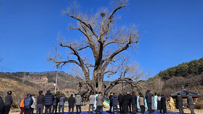 천연기념물 주암리 은행나무 앞에서 열린 행단제에서 마을 주민과 내외귀빈들이 나라의 평안과 마을 안녕을 기원하며 제례를 올리고 있다.(사진 부여군제공)