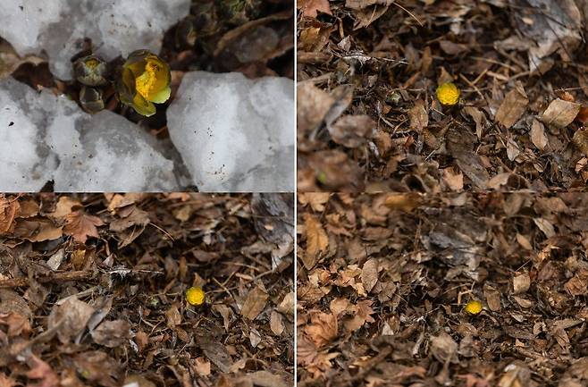 지난 2월5일 홍릉숲에서 개화한 복수초. 평년(2월18일)보다 약 13일 일찍 폈다. 홍릉숲 복수초는 국내 복수초 개화 시기의 기준이 된다. [산림청]