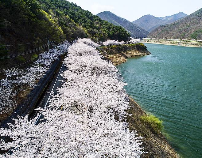 봄 정취 가득한 영천댐 벚꽃길.