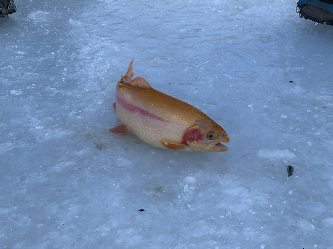 평창 송어축제 황금송어 / 사진= 김지은 여행+ 기자
