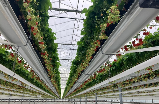 스마트팜 딸기 재배. [연합뉴스]