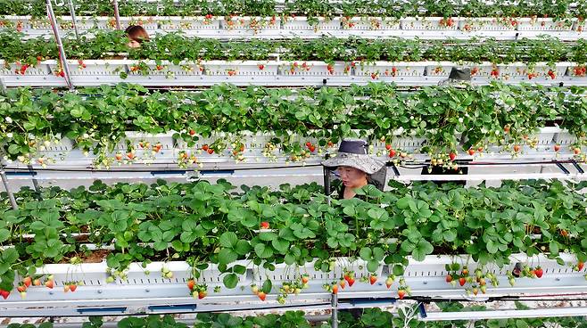 충남 서산 에스피아그리 딸기 스마트팜에서 직원들이 딸기를 수확하고 있다.