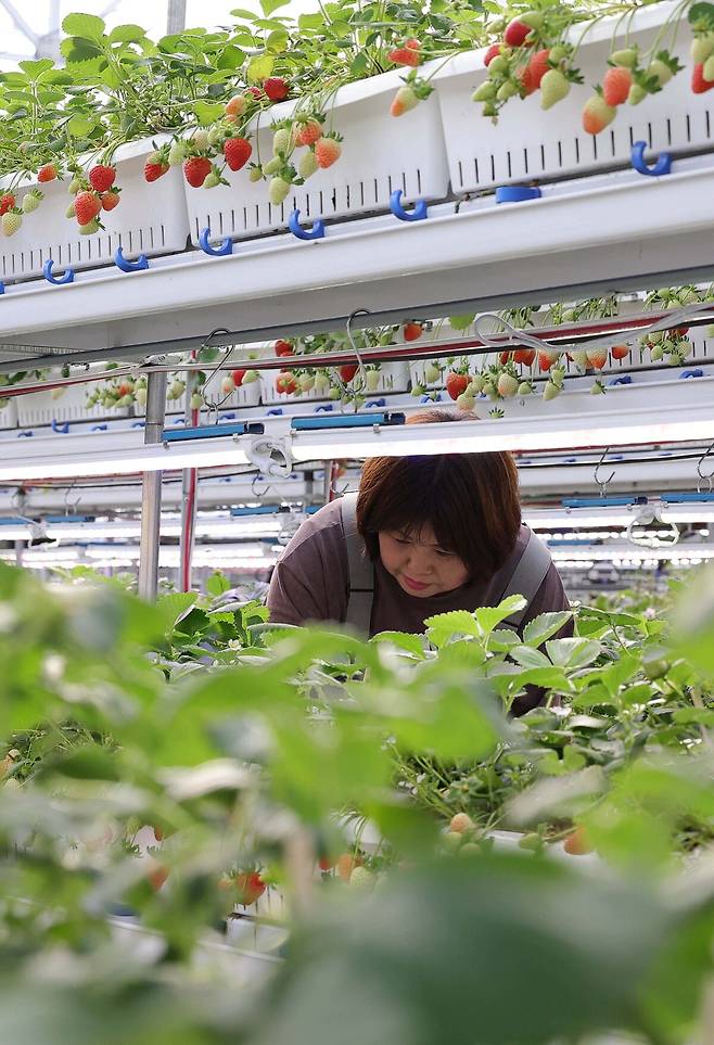 한 직원이 딸기의 상태를 확인하고 있다.