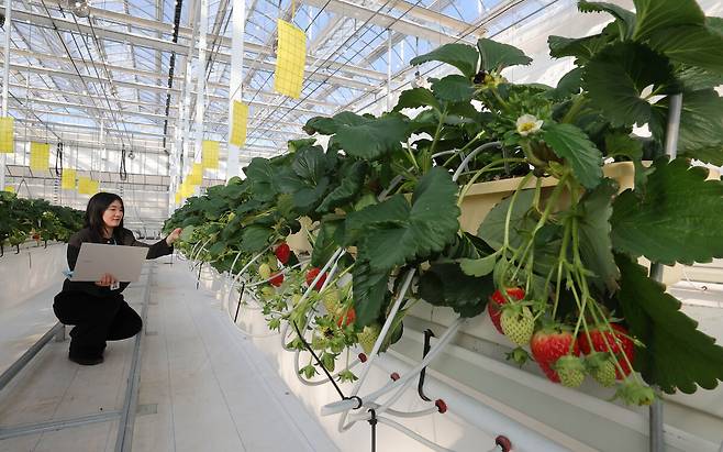 전북 완주군 농촌진흥청에서 열린 스마트농업 AI 경진대회에서 고유나 연구원이 발육 상태를 확인하고 있다.