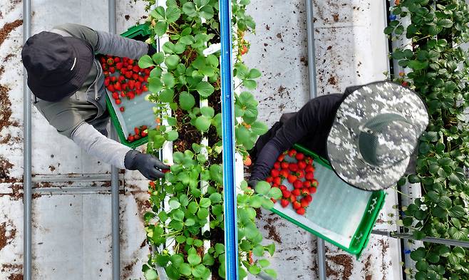 충남 서산 에스피아그리 딸기 스마트팜에서 직원들이 딸기를 수확하고 있다.