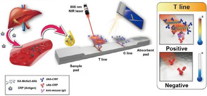 CRP 분석 신속 진단 검사방법 및 고감도 검출 원리.(자료=한국기초과학지원연구원)