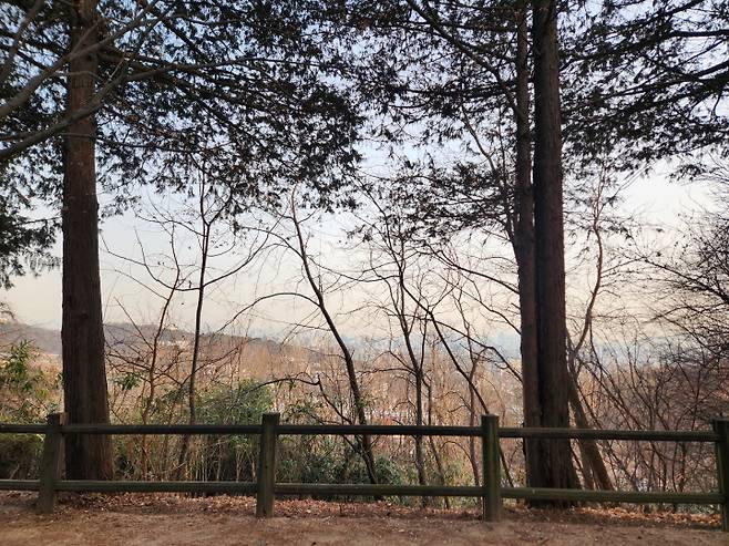 남산 소나무림은 조선시대 도성을 보호하기 위해 조성된 숲에서 출발해서 여전히 그 자리를 지키고 있다.