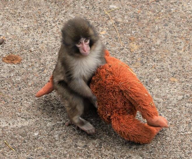 어미에게 버려진 일본원숭이 ‘펀치’가 오랑우탄 인형에게 의지하는 모습이 화제가 됐다. 이치가와시 동식물원 엑스(X) 갈무리